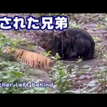 残された兄弟 Brother left behind(YouTube)