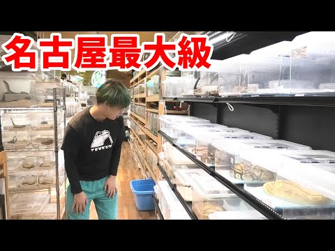 名古屋最大級の爬虫類ショップが凄すぎるw【ネイチャーズ北名古屋店】(YouTube)