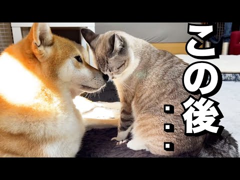 かまってもらっていた柴犬が散歩に行った後の猫の行動が可愛すぎました…笑(YouTube)