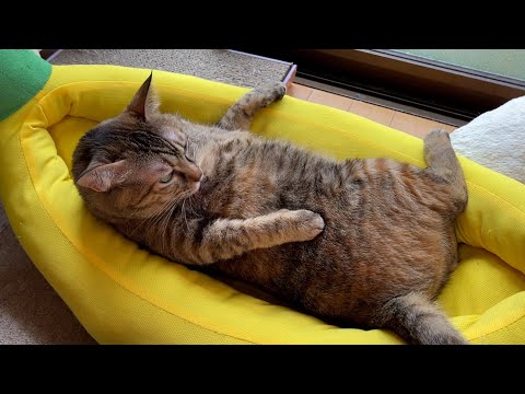 洗濯したベッドが部屋に帰ってきたら猫がこうなりました笑(YouTube)