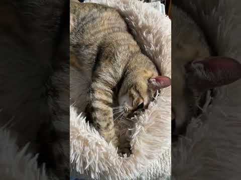 寝ながらフミフミする二刀流の猫あらわる…笑　#shorts(YouTube)