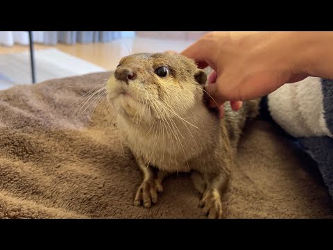 カワウソと会話することができるようになった Now you can talk to an otter.(YouTube)