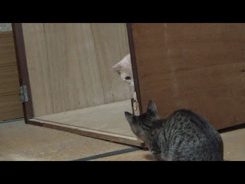 部屋に入るのを毎日楽しみにしている子猫(YouTube)