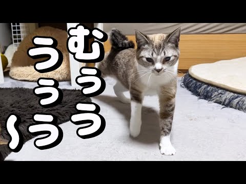 歩きながらモゴモゴと文句を言う猫がいたので、珍しいカーペットを置きました！(YouTube)