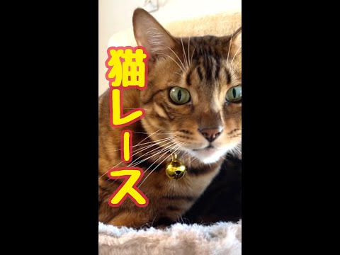 ニコちゃんレース放棄?!猫レース手持ちカメラダイジェスト（11/2）(YouTube)