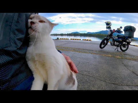 漁港で出会ったパステル三毛猫ちゃんがよじ登って甘えてきた(YouTube)