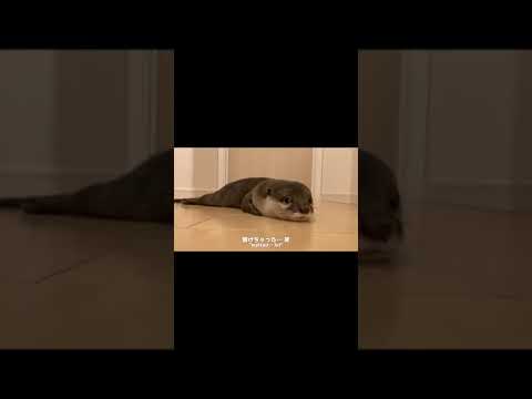 ドアの前で一生飼い主を待ち続けるカワウソとそれを慰める猫 Otter waiting for its owner at the door #shorts(YouTube)