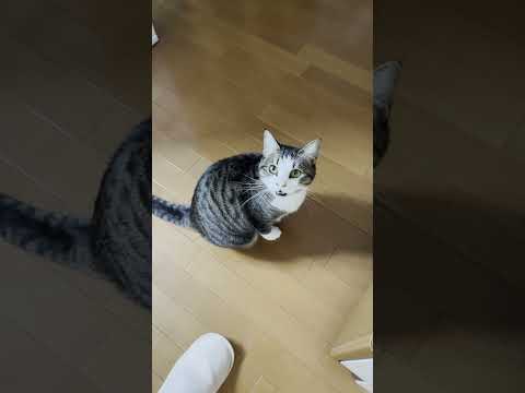 抱っこしたそうなお父さんを見つける猫(YouTube)