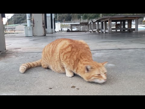 感動猫動画 のライブ配信(YouTube)