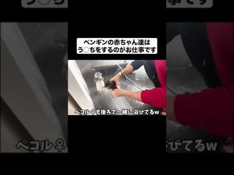 赤ちゃんペンギンのお仕事#shorts(YouTube)