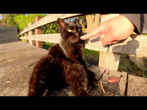 橋でおっさんのように座り込んでいた黒猫ちゃんをモフる(YouTube)