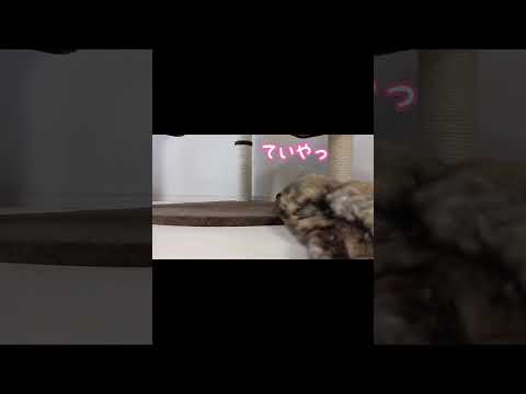 ローリングアタックする猫 #shorts(YouTube)