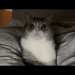 夜中に何かの気配を感じて電気をつけてみたら怖すぎました…(YouTube)