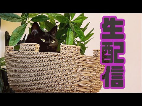 【ランチ生配信11/9】おこたから出られないくらい寒くなってきた日は猫でも見て温まりませんか？生配信(YouTube)