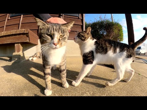猫島の入り口で人懐っこいキジシロ猫軍団がグイグイと甘えてきた(YouTube)