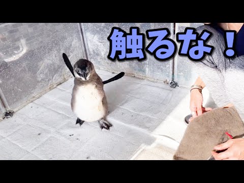 ペンギンの赤ちゃんの反抗期(YouTube)