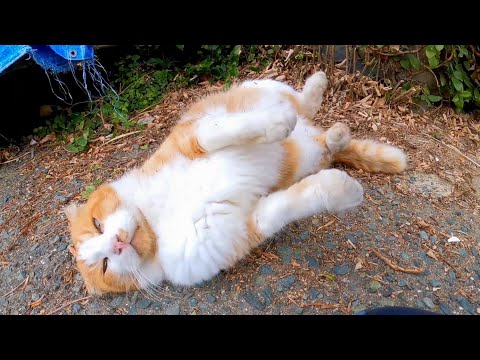撫でると喜んでゴロンゴロン転がる猫がかわい過ぎる(YouTube)
