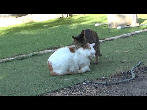 体調の優れない猫を元気付けようとする子猫(YouTube)