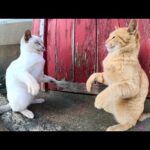 茶トラ猫が人間と準備運動をして、シャム猫にボクシング対決を挑む(YouTube)