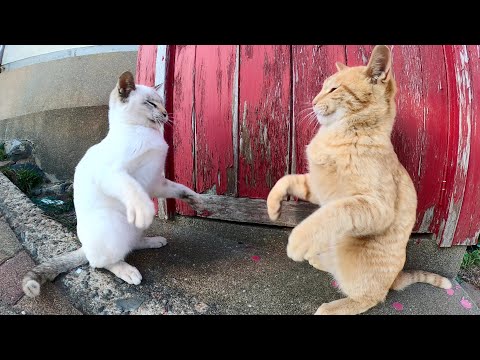茶トラ猫が人間と準備運動をして、シャム猫にボクシング対決を挑む(YouTube)