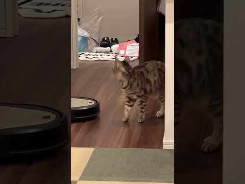 怒られると可愛く返事をするイタズラ猫　#shorts(YouTube)