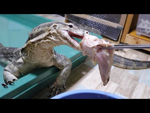 鶏胸肉5枚をペロリと丸呑みにするオオトカゲのセン君(YouTube)