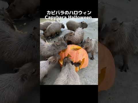 カピバラのハロウィン Capybara halloween #shorts(YouTube)