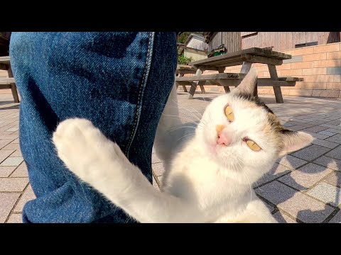 おかっぱの三毛猫が「遊ぼうよ～」とズボンを引っ掻いてきた(YouTube)