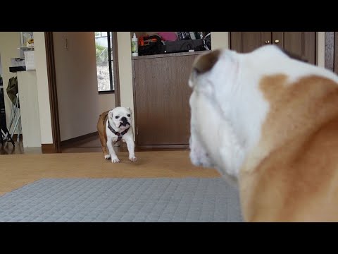 20日ぶりに妹ブルに再会した兄ブルの様子がこちら！(YouTube)