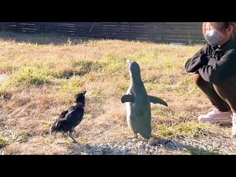 みんなで日光浴しました(YouTube)