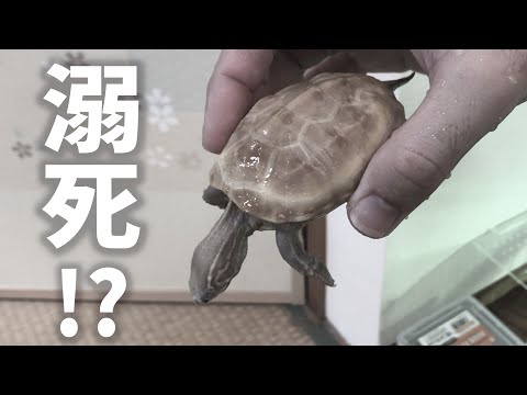 愛する我が家のカメが溺れてしまいました。。(YouTube)