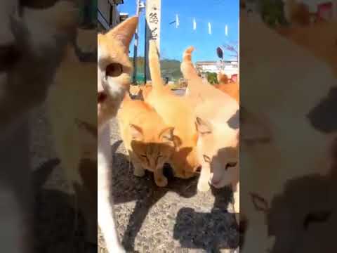 島に着いたら猫達に熱烈な歓迎を受ける(YouTube)