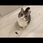 ついにゴキブリを捕まえて自慢してくるようになった猫に困ってます…泣(YouTube)