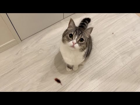 ついにゴキブリを捕まえて自慢してくるようになった猫に困ってます…泣(YouTube)