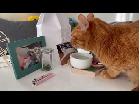 お供物の水で兄弟盃を交わす猫がかわいいな(YouTube)