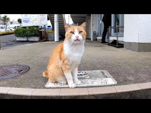 【今週のボツ動画】短い野良猫動画まとめて公開-unreleased video of this week-2022/11/5w(YouTube)
