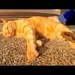 夕方の神社で休む野良猫を撫でるとエアーフミフミしてカワイイ(YouTube)