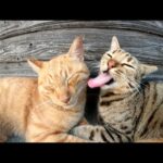 ベンガル猫がお昼寝中の茶トラ猫を優しくグルーミングしてあげる(YouTube)