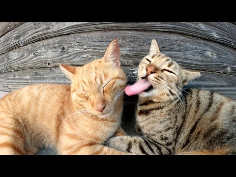 ベンガル猫がお昼寝中の茶トラ猫を優しくグルーミングしてあげる(YouTube)