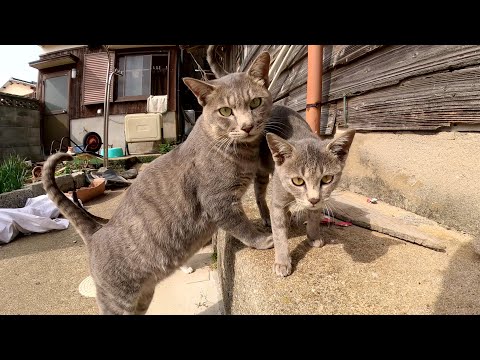 ツンデレな猫の大家族がワラワラと集まってきた(YouTube)