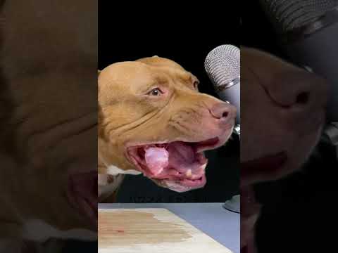 骨付き肉をおいしく頂くピットブル#shorts(YouTube)