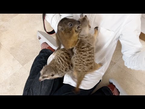 動物達を撮影する大変さがわかる動画(YouTube)