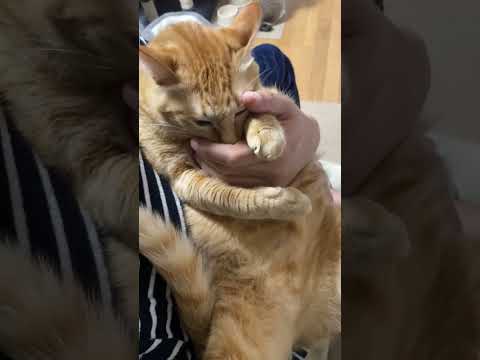 いつでも呼んだら来てくれる猫が可愛い…　#shorts(YouTube)