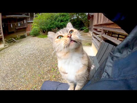 神社のベンチに寝ている猫がいたので隣に座ってナデナデしてきた(YouTube)