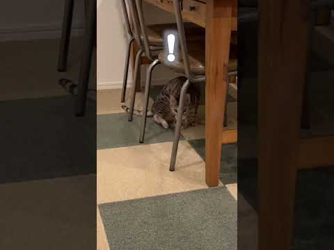 悲しげな飼い主の声に反応して、様子を見にくる猫 #shorts(YouTube)