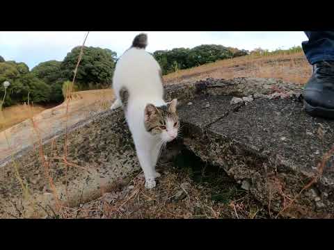 ダムの周囲をパトロールするキジシロ猫についていってみた(YouTube)