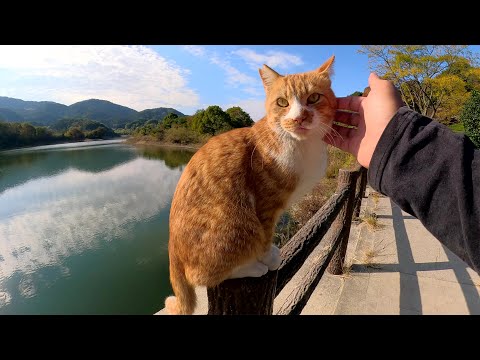 人懐っこい茶シロ猫がダムのほとりでメチャクチャ甘えてきた(YouTube)