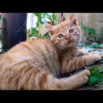 【今週のボツ動画】短い野良猫動画まとめて公開-unreleased video of this week-2022/11/2w(YouTube)