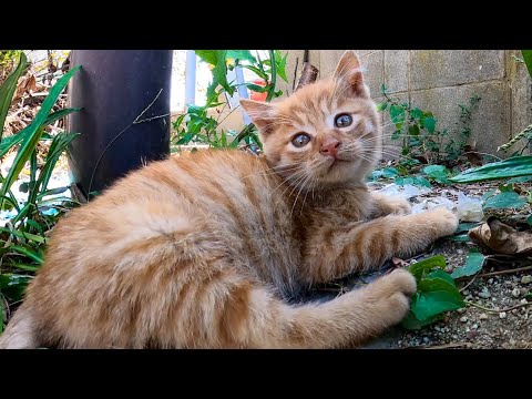 【今週のボツ動画】短い野良猫動画まとめて公開-unreleased video of this week-2022/11/2w(YouTube)