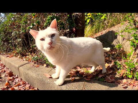 可愛い白猫ちゃんが坂道を降りてモフられにやってきた(YouTube)